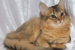 Best Opposite Sex Kitten - Mi-Alma Jackie Brown